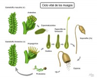 /album/los-musgos-en-los-ecosistemas/mosscylce800final-jpg1/