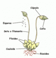/album/fotogaleria/musgocopiar-gif/